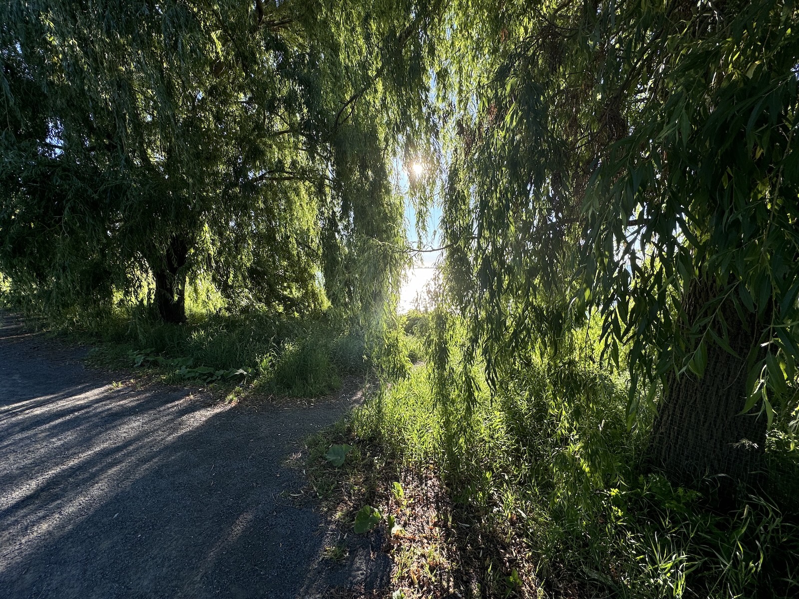 Nature photography from contemplative walks