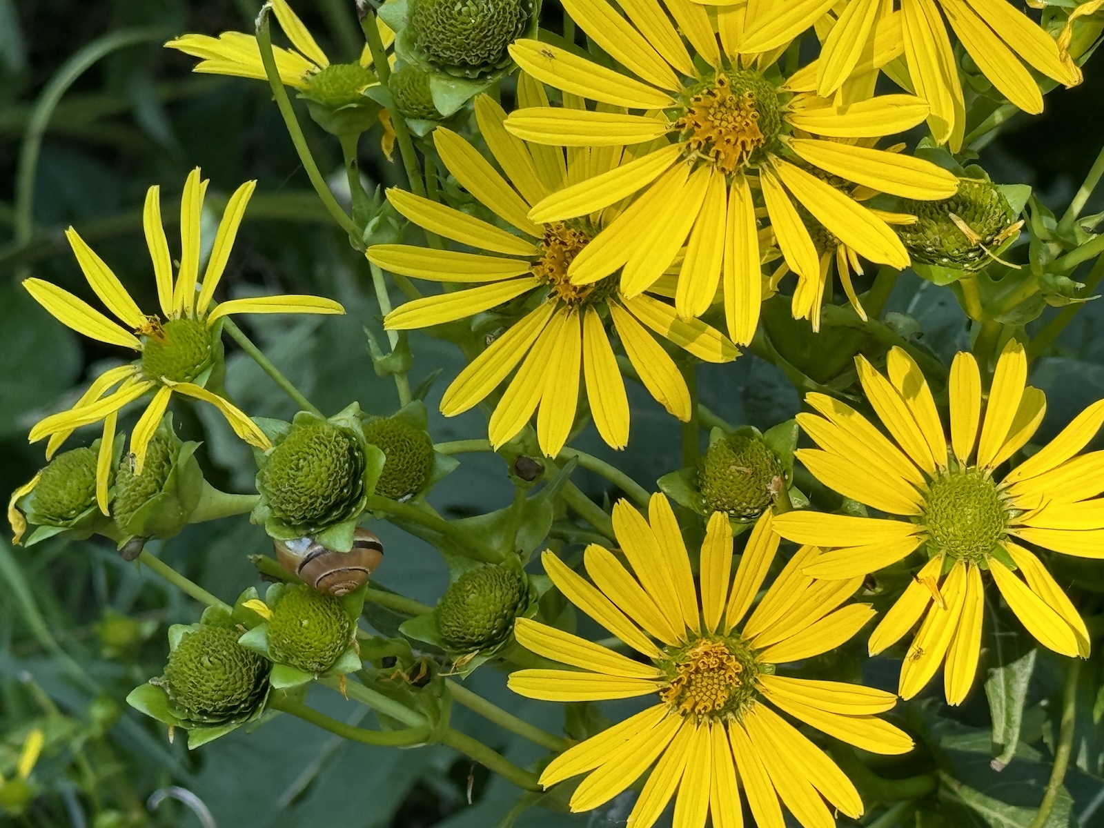 Nature photography from contemplative walks