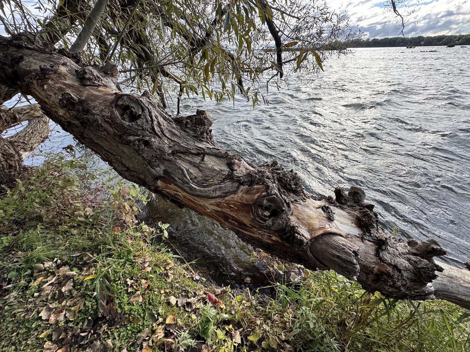 Nature photography from contemplative walks